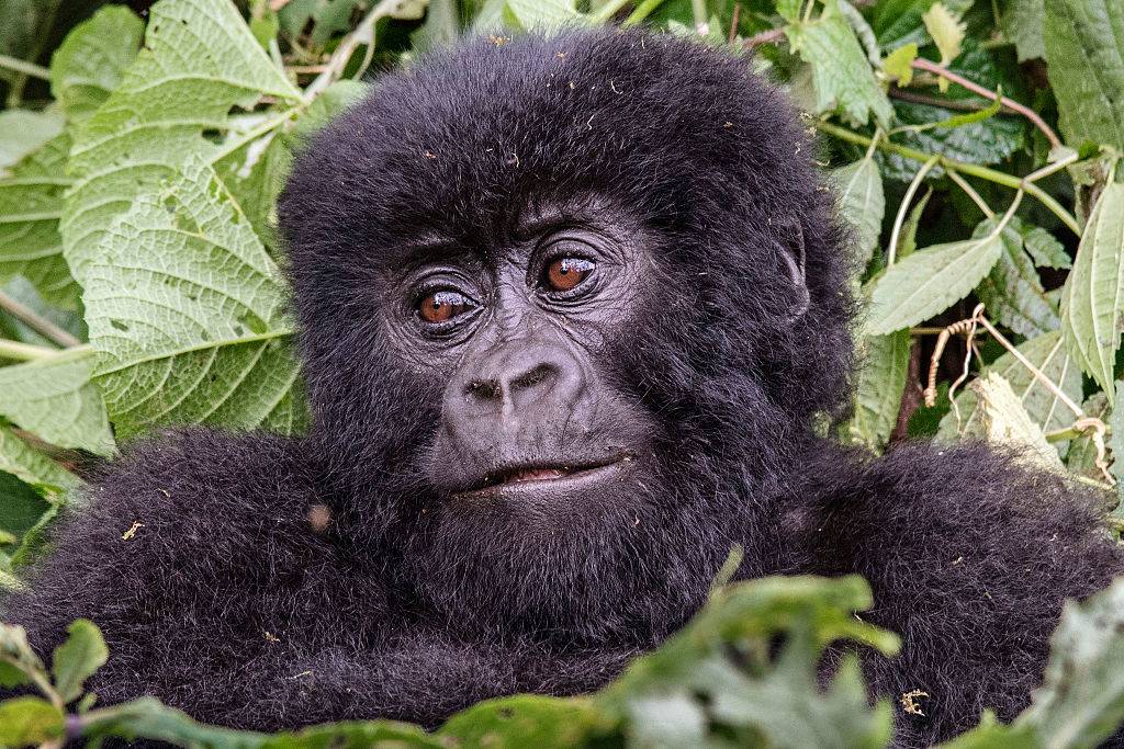 a baby mountain gorilla in the jungle at virunga national park in the democratic republic of congo