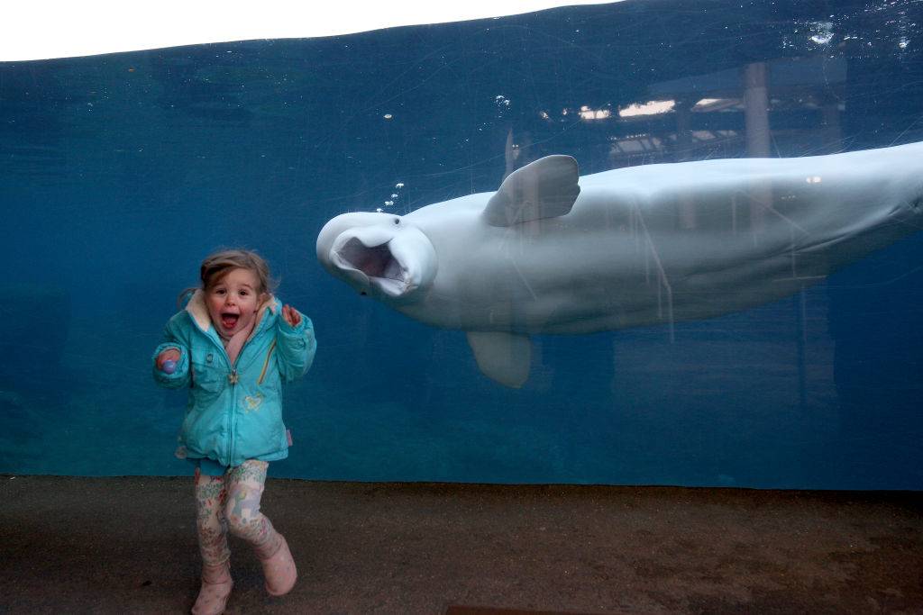 a young girl posing with a beluga whale making a funny face