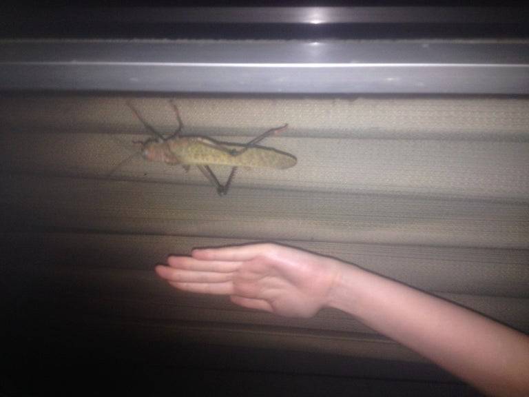 grasshopper size comparison costa rica