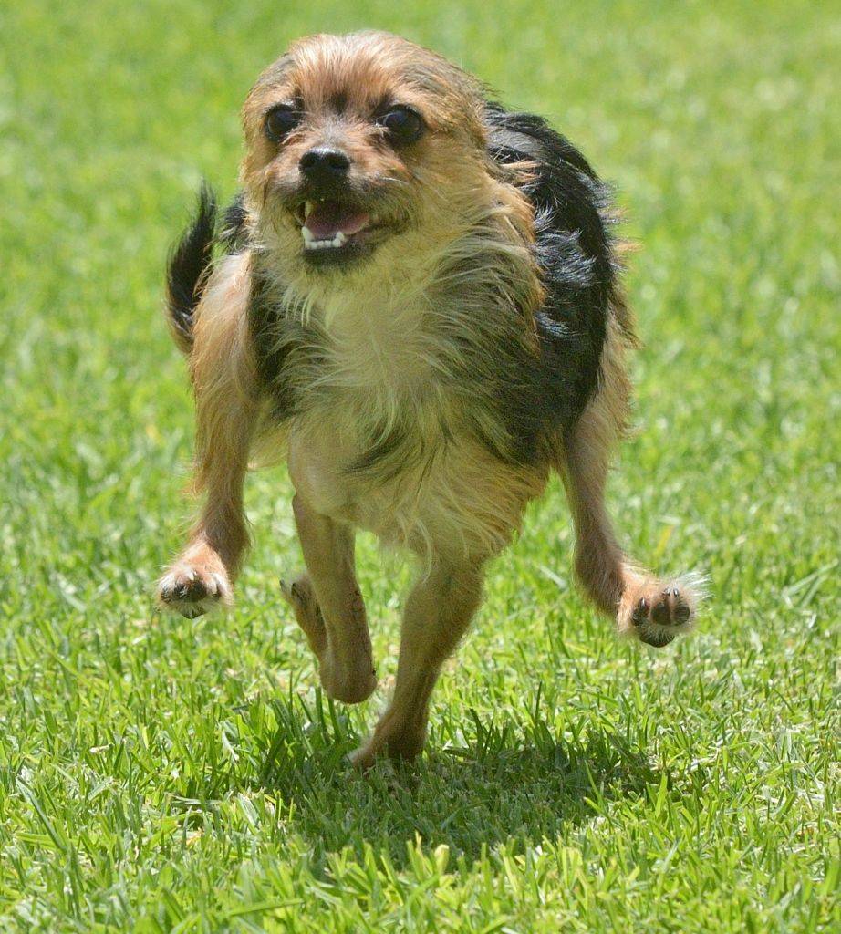 a yorkie terrier running with two broken legs