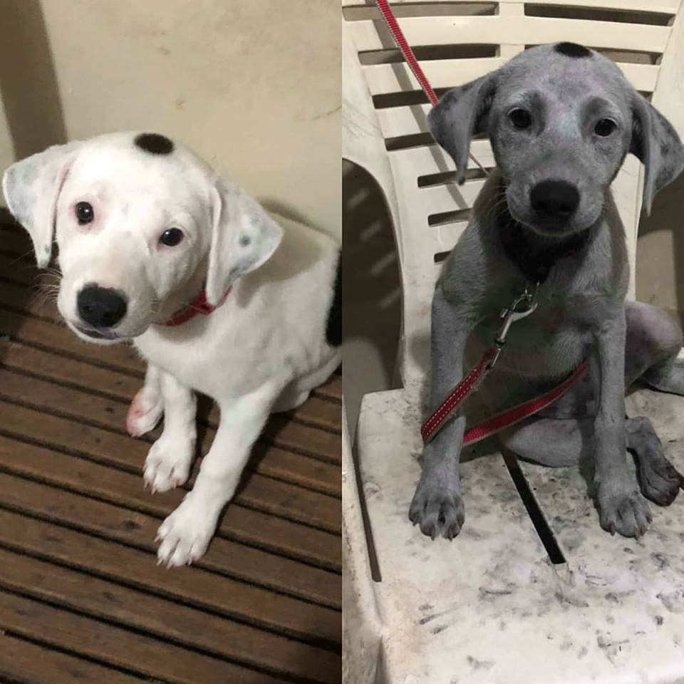 dog perfectly white with black spots and then later looking grey with black spots