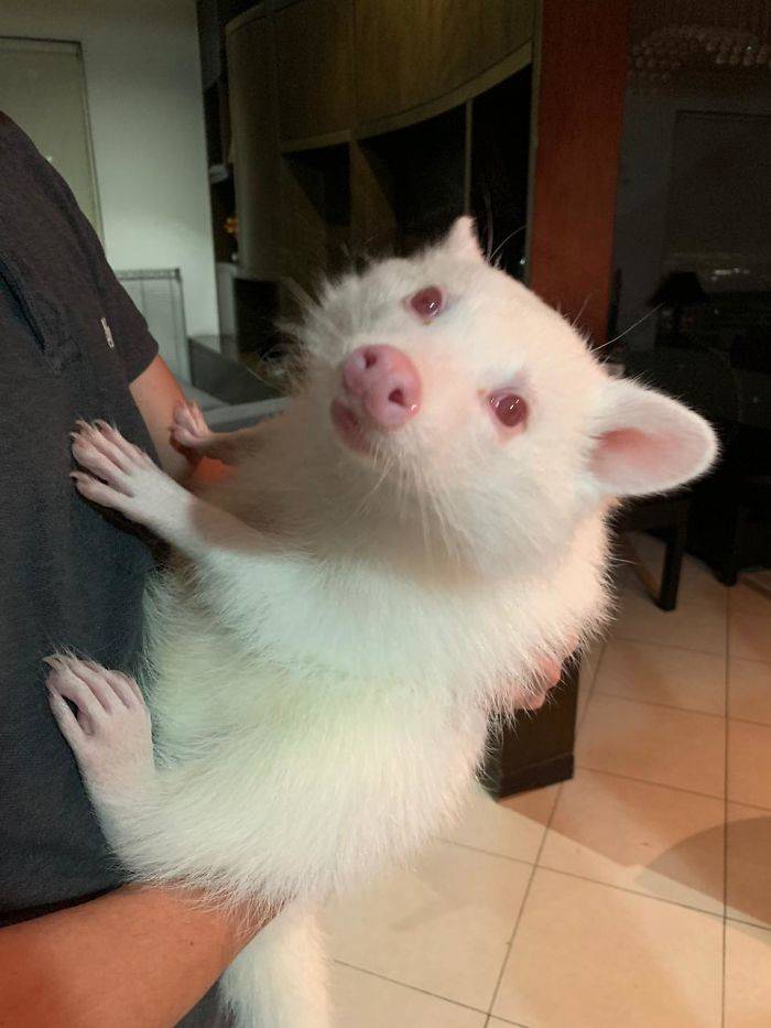 albino raccoon inside