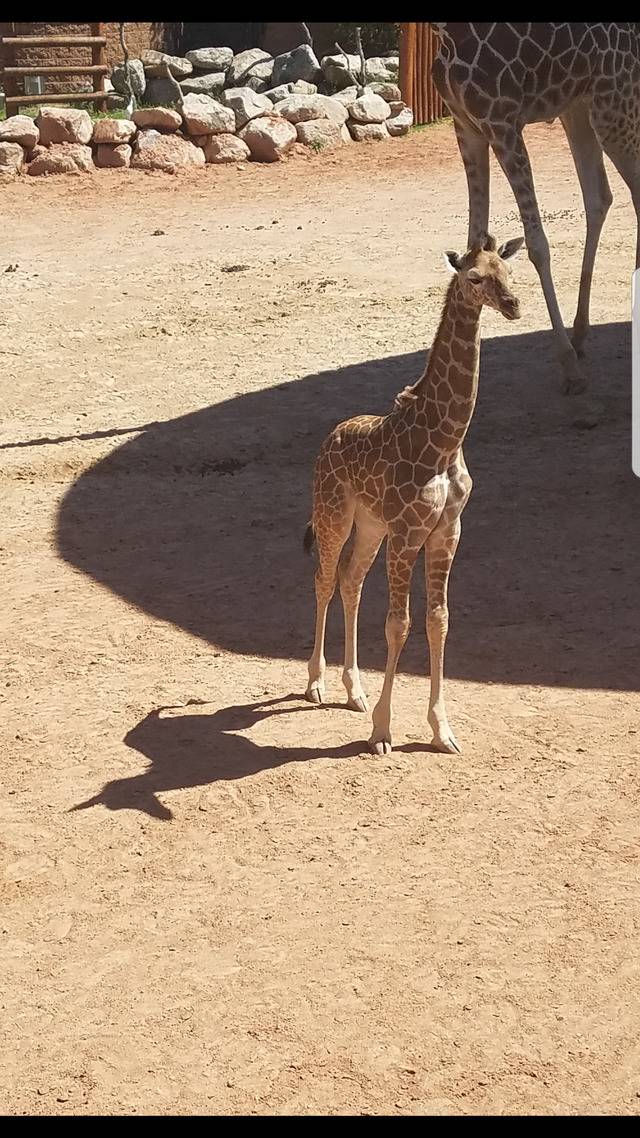 giraffe