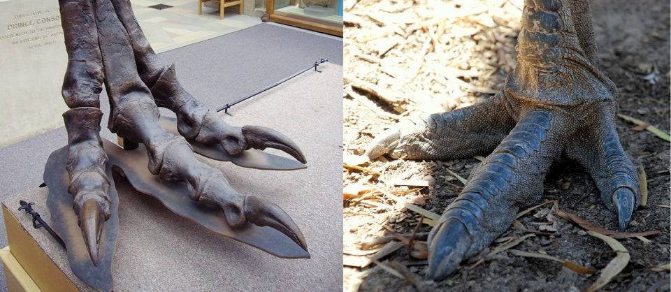 emu foot compared to foot of t-rex
