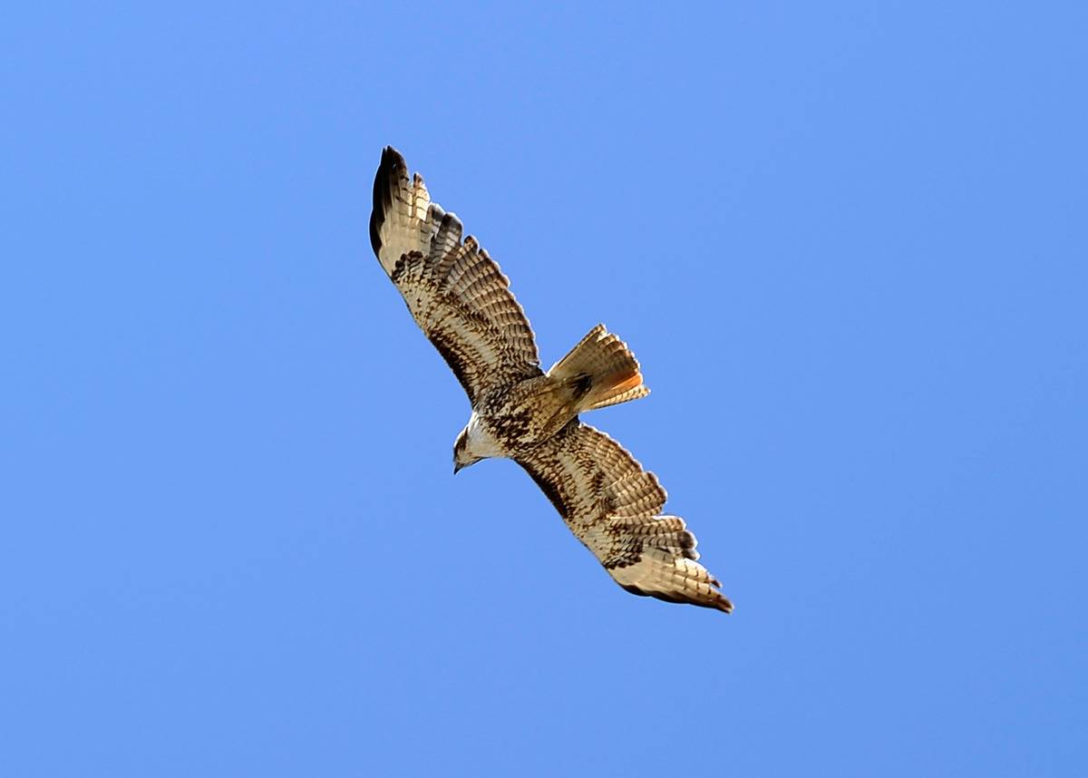 Red-tailed Hawk flying above