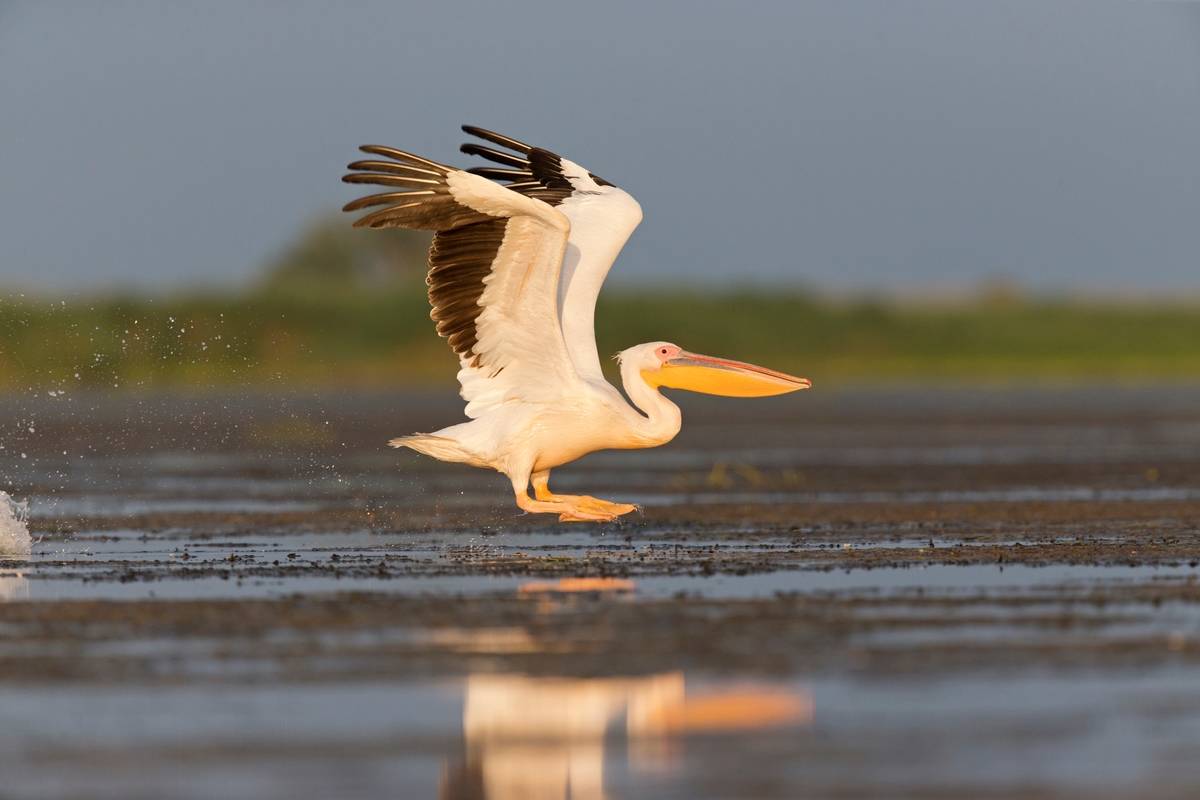 Great White Pelican flying over water