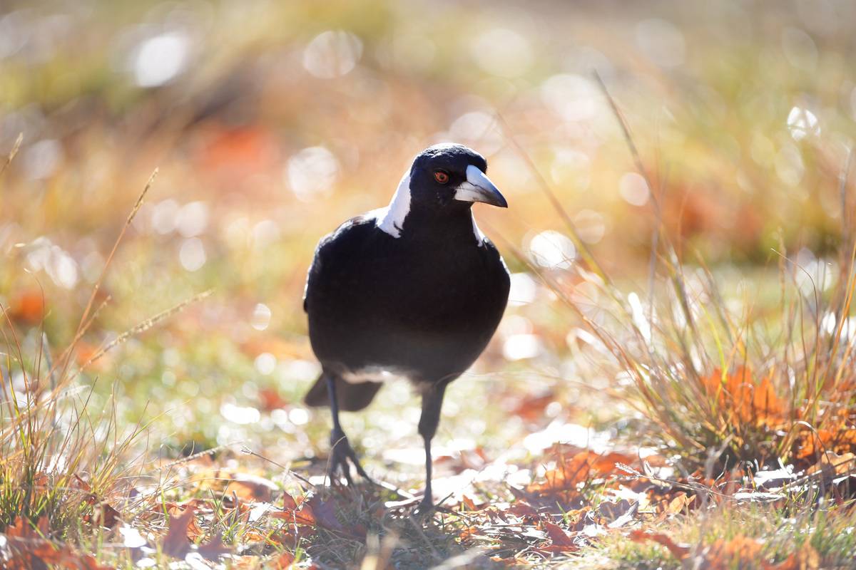 An Australian native Magpie feeds on seed in a suburban back yard