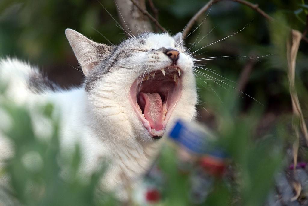 yawning Cat