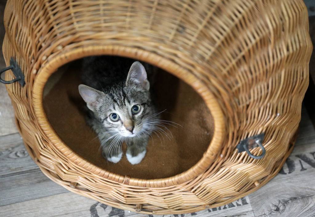 cat in basket