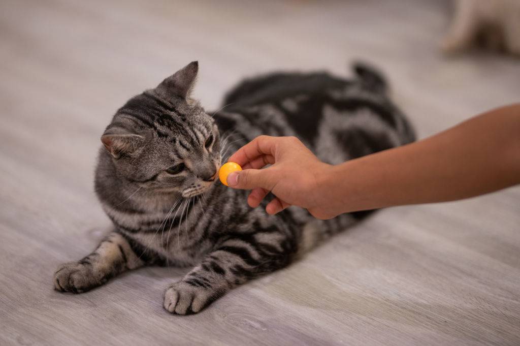 cat treat