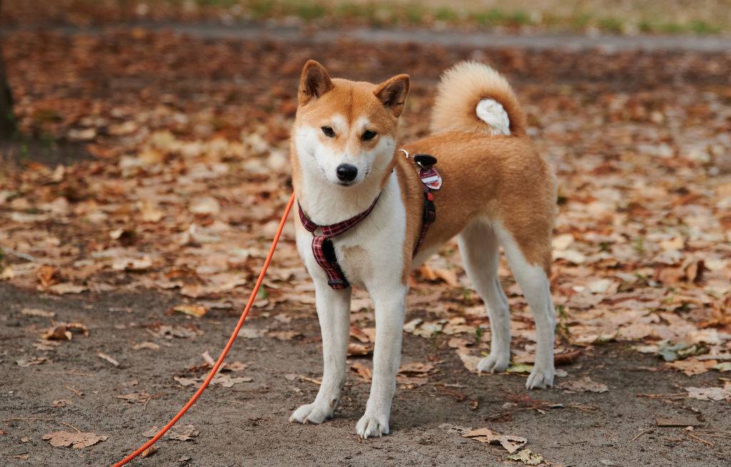 shiba inu