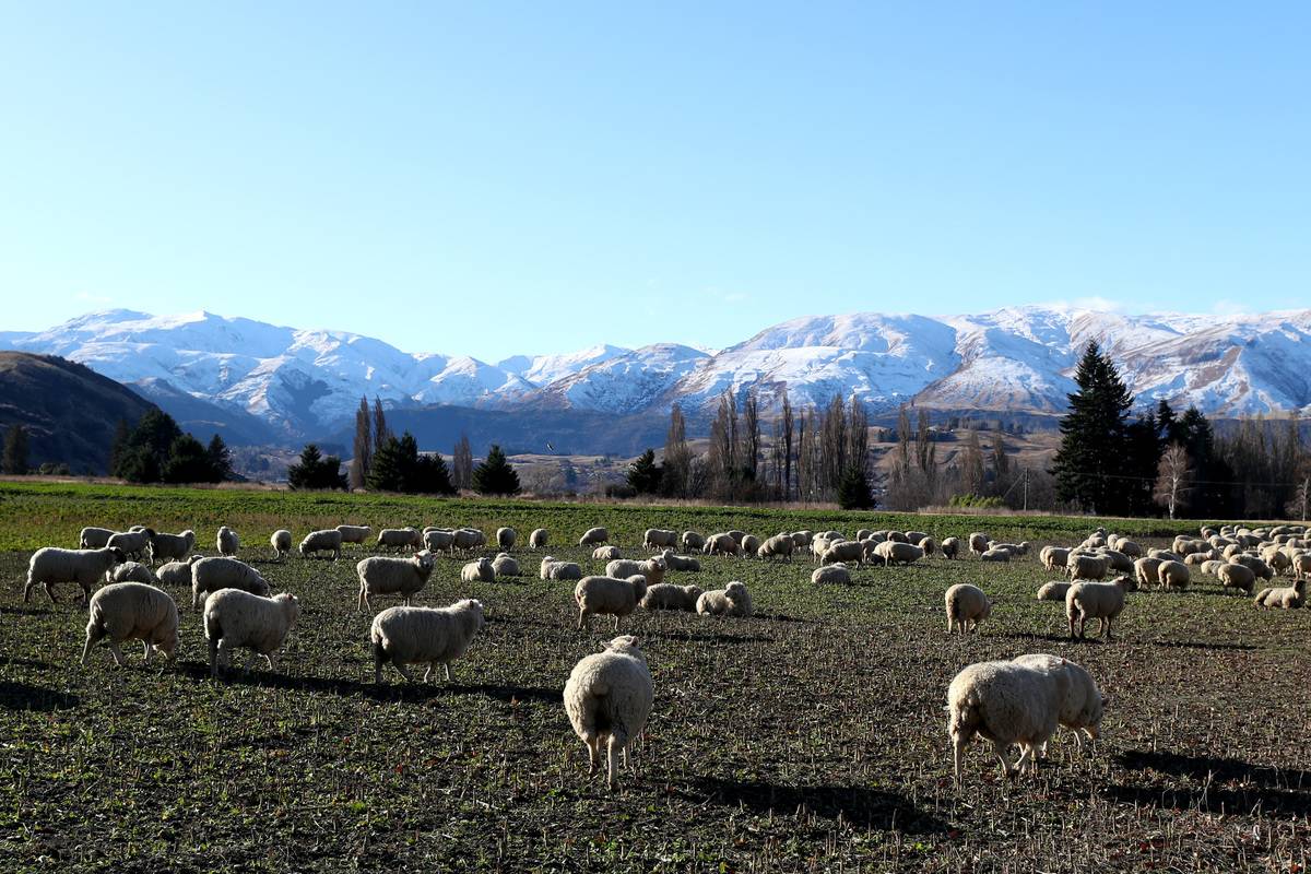 queenstown new zealand sheep on farm land
