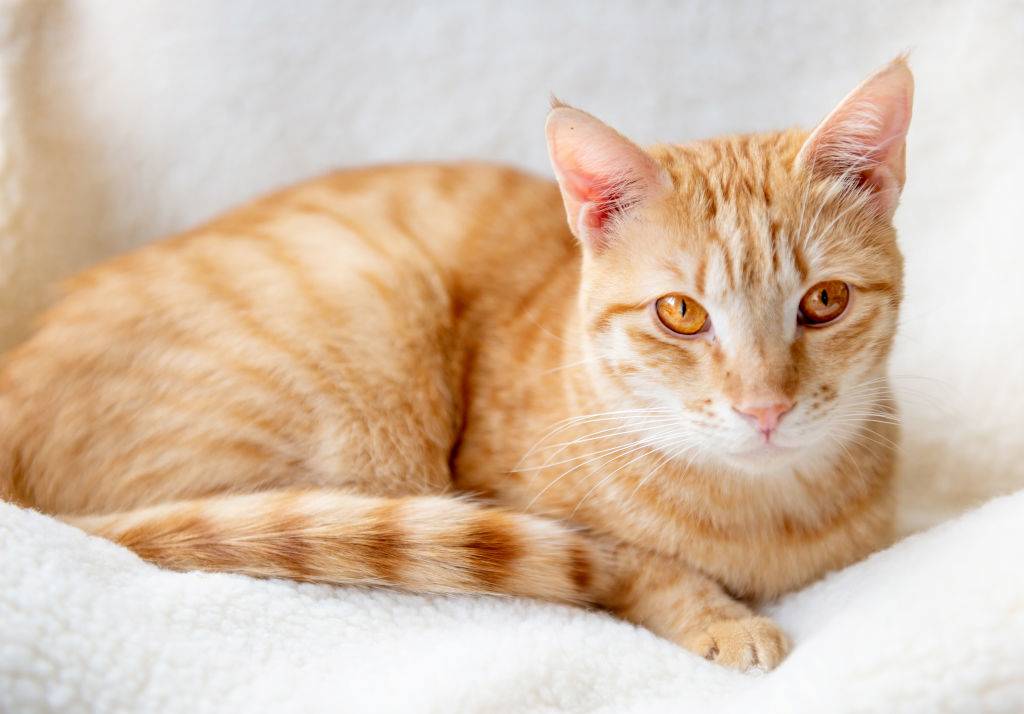 orange cat