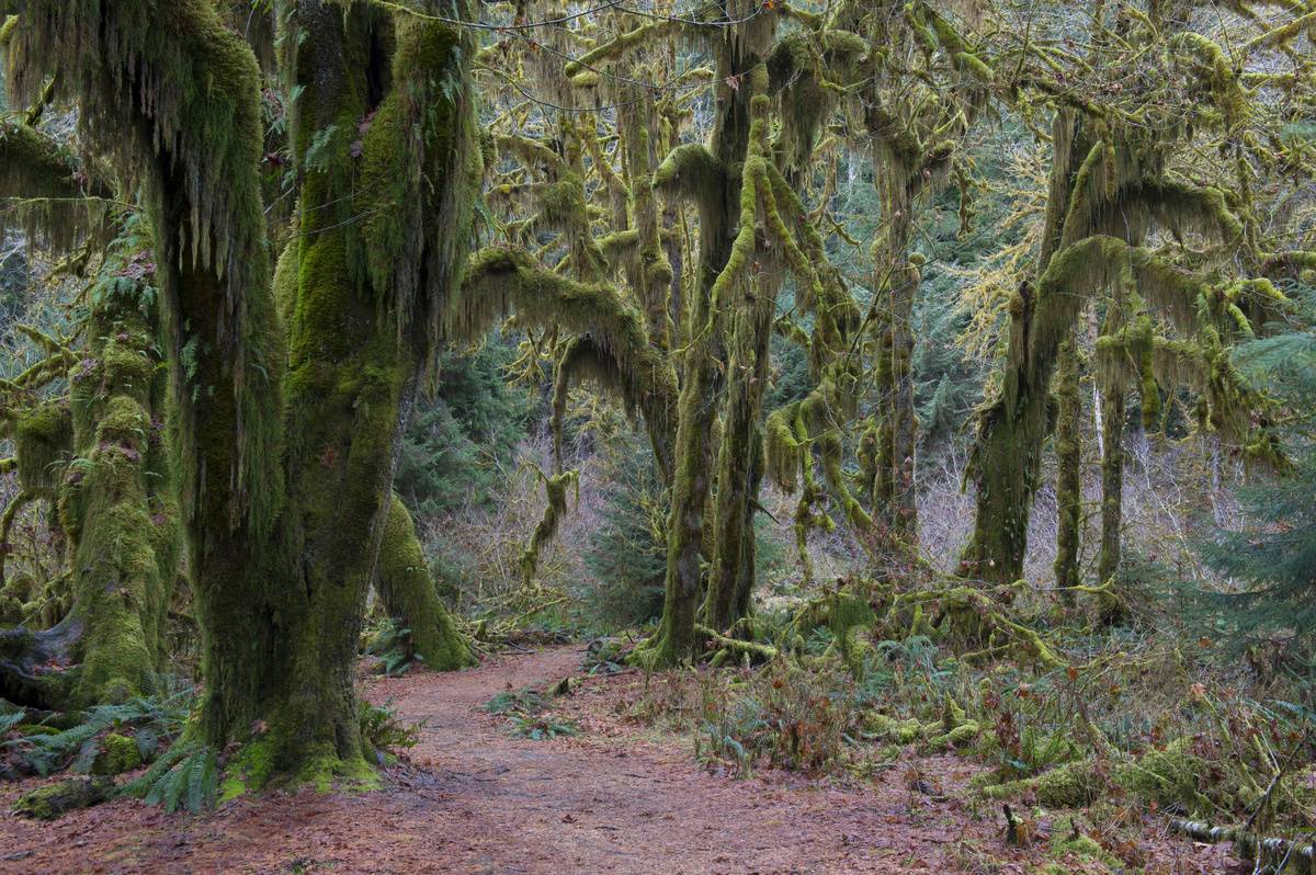 washington olympic park hall of mosses