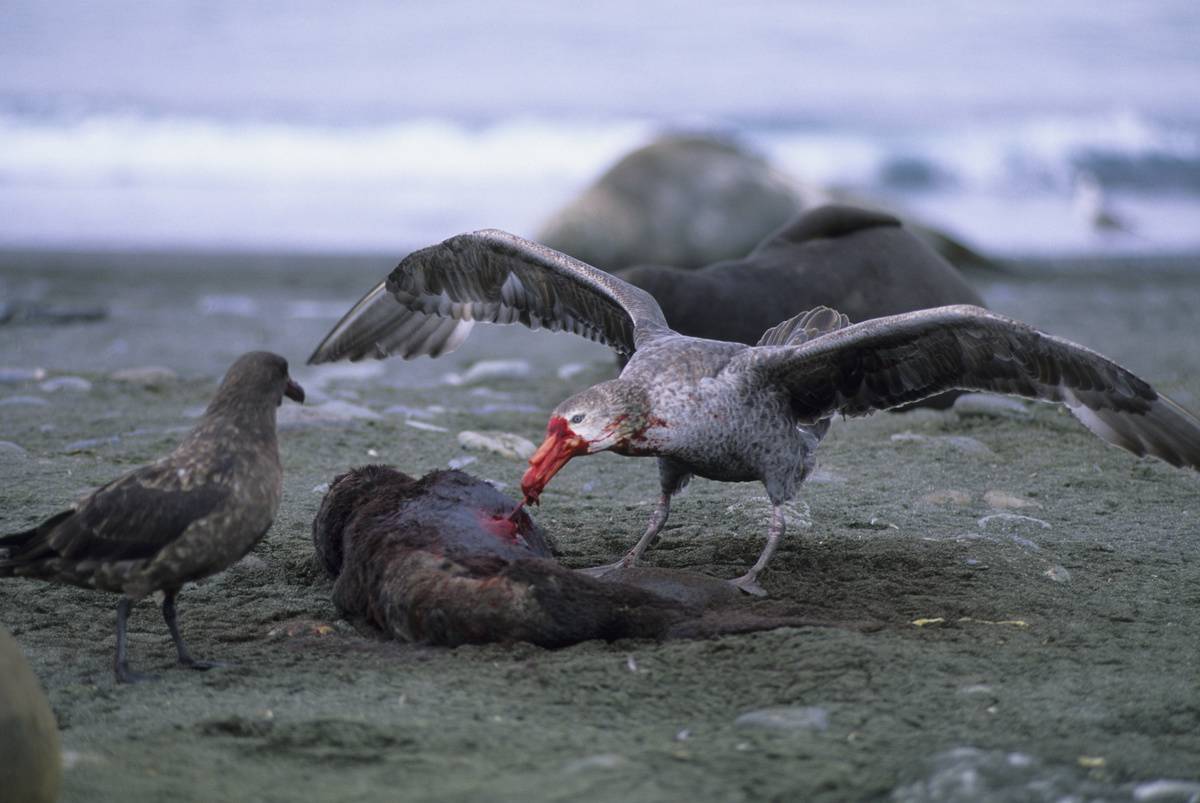 Antarctic Giant Petrel eating dead animal