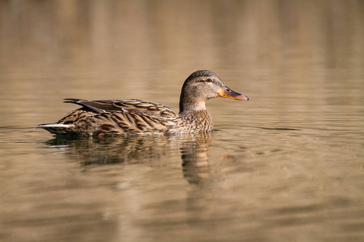 A female mallard duck in pond