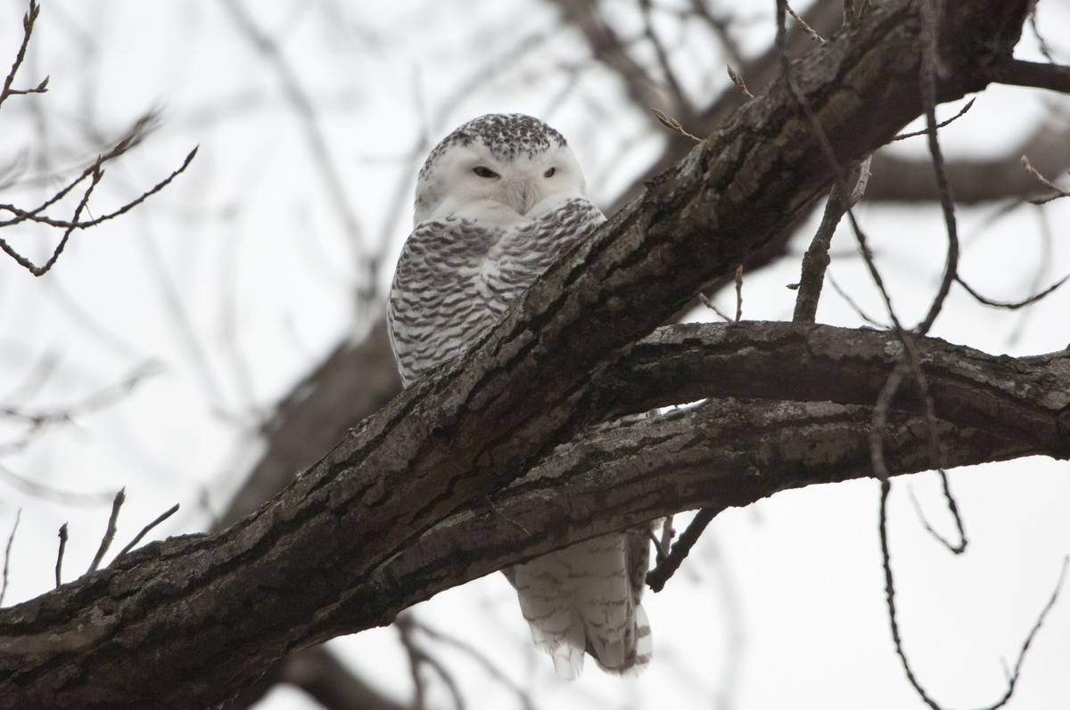 Female Snowy Owl Perched in Tree