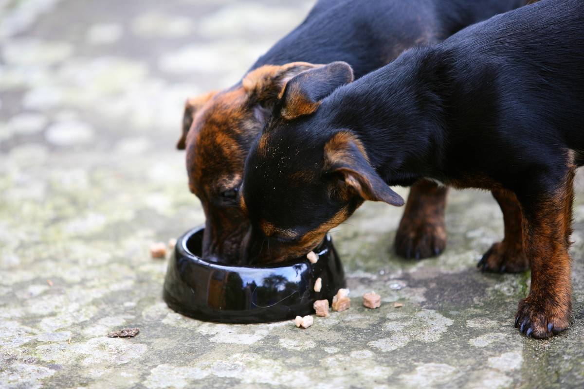 Two puppies eat from the same food bowl.