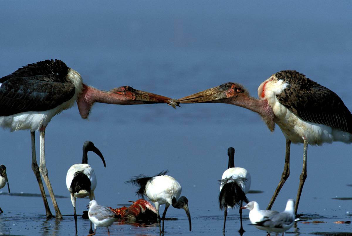 Marabou storks tussling over food scraps with dead flamingo in the background and ibis beneath