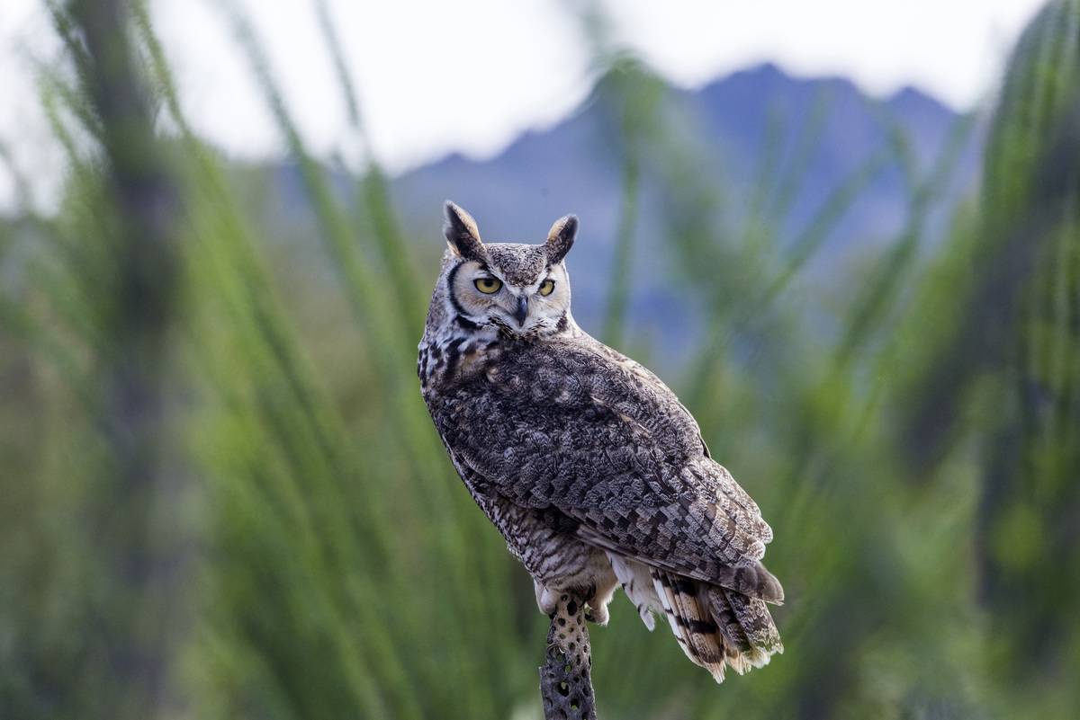 great horned owl