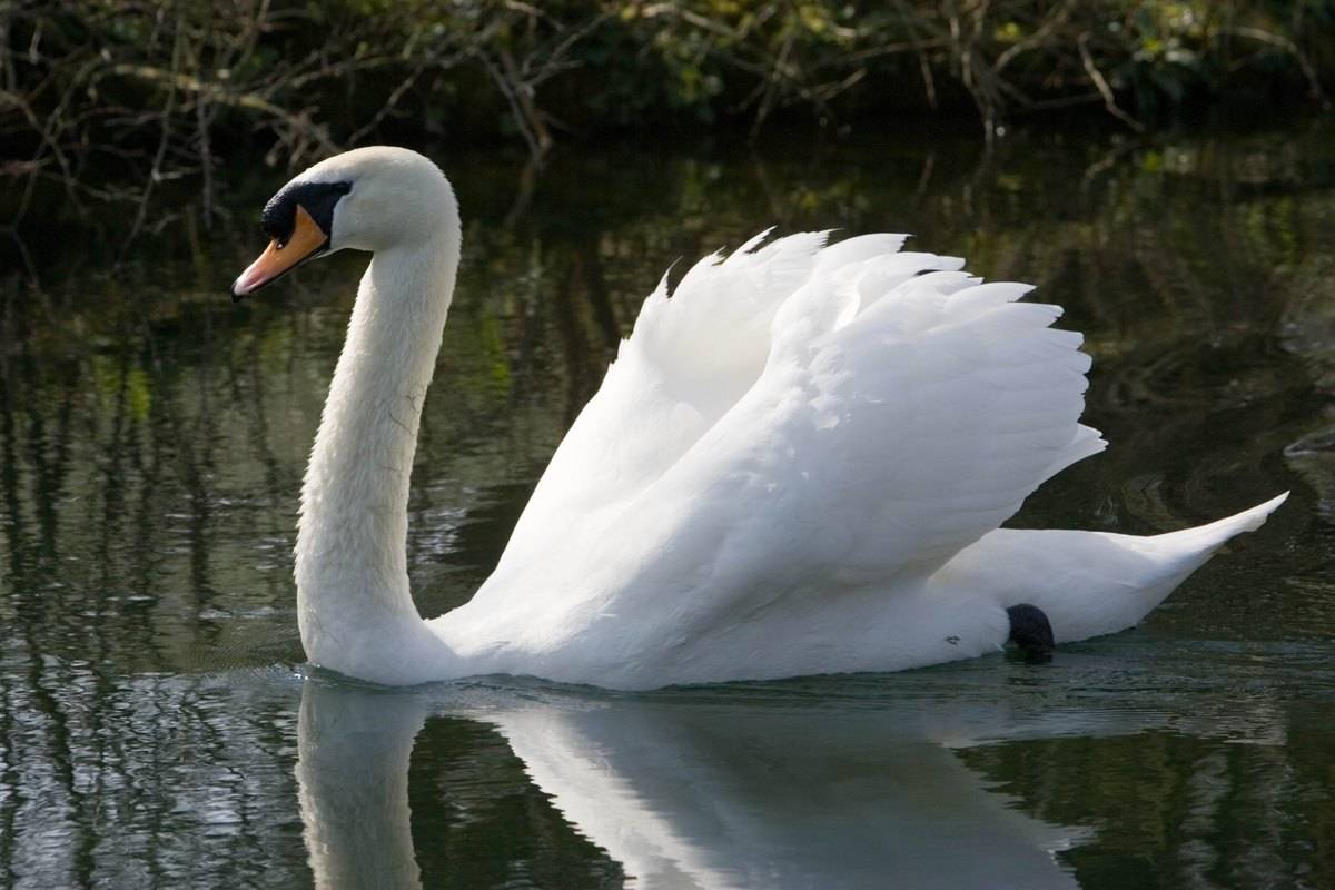 Male mute swan on water