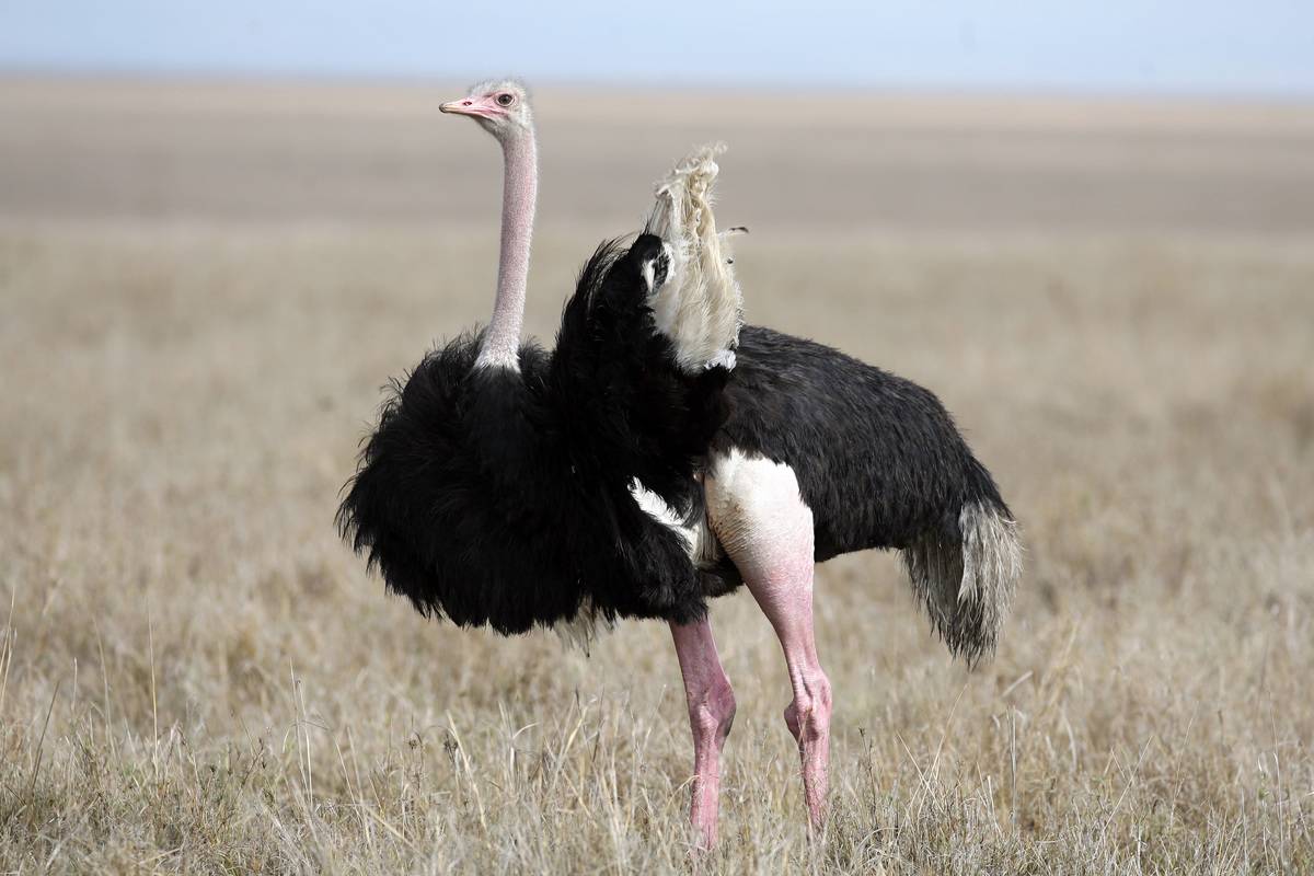 ostrich in grassy field