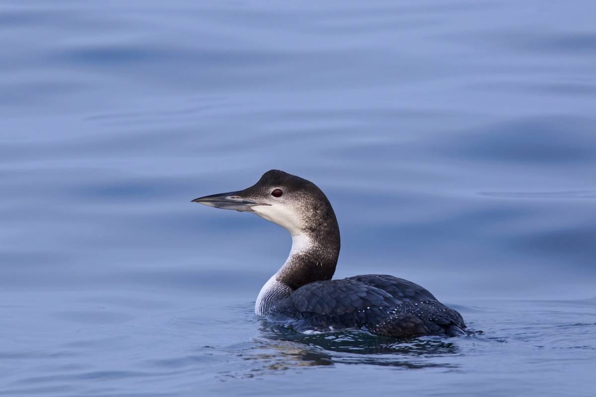 loon swimming