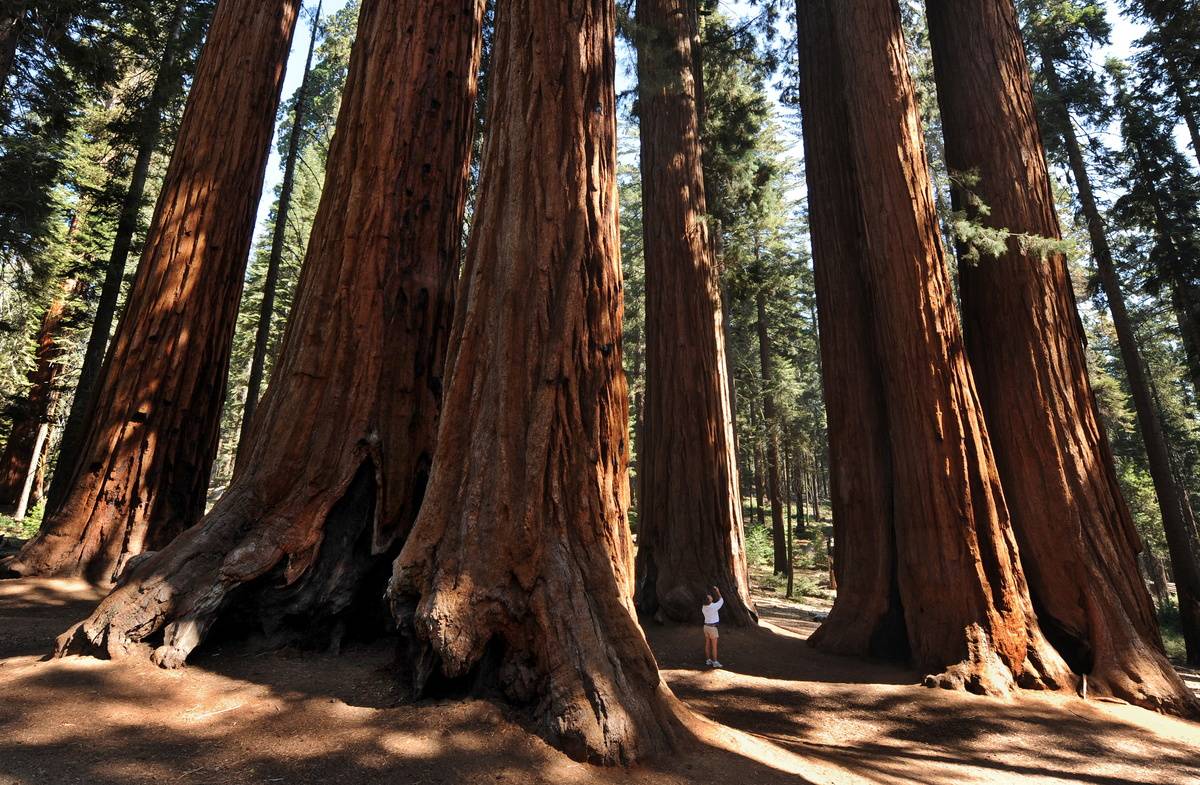 giant sequoia tree grove in sequoia national park