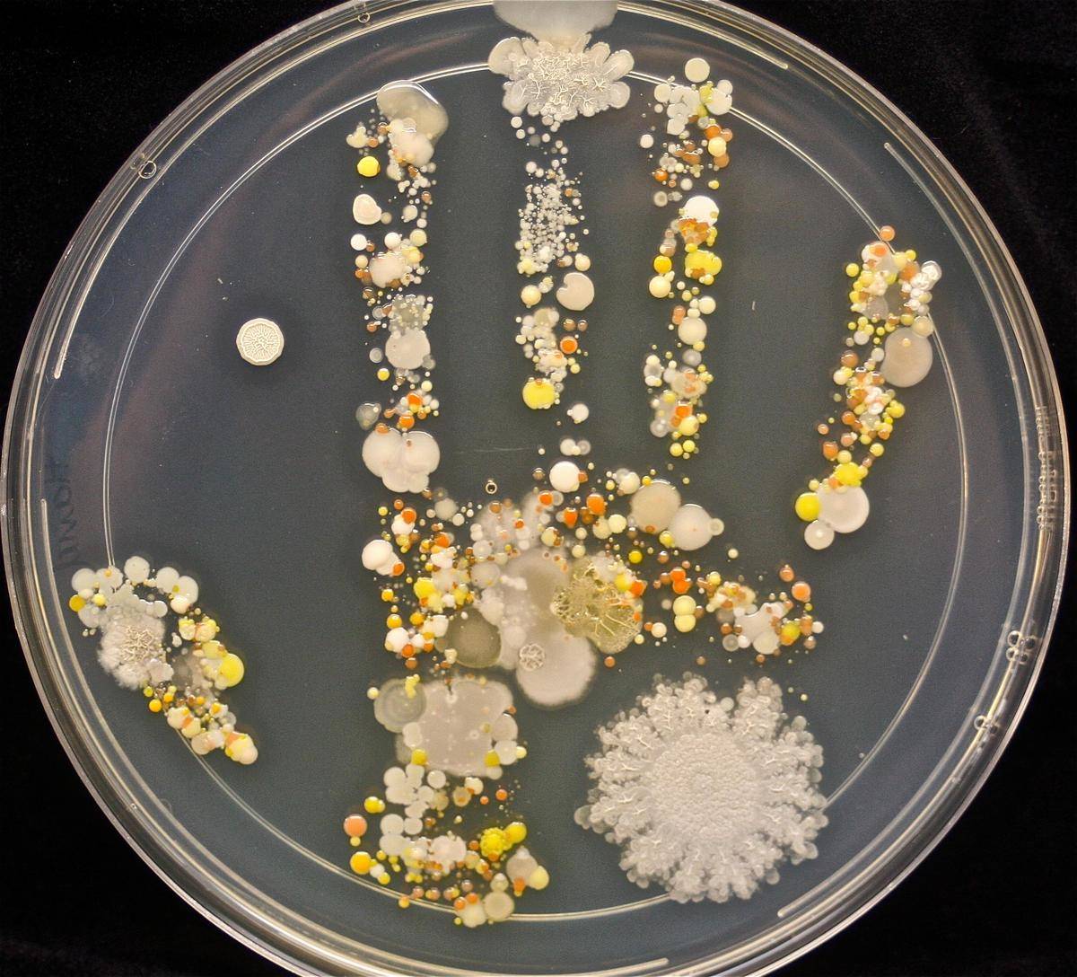palm print of 8 year olds germs