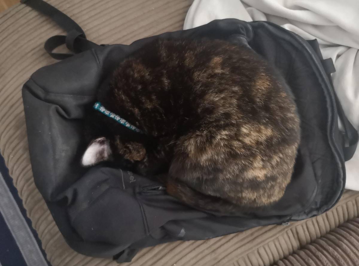 cat sleeping on backpack