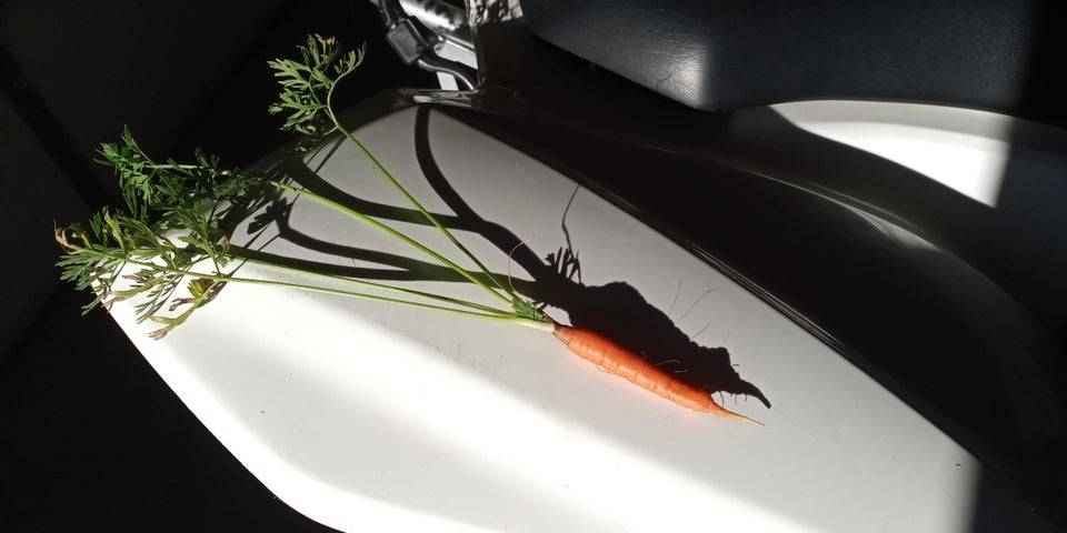 carrot