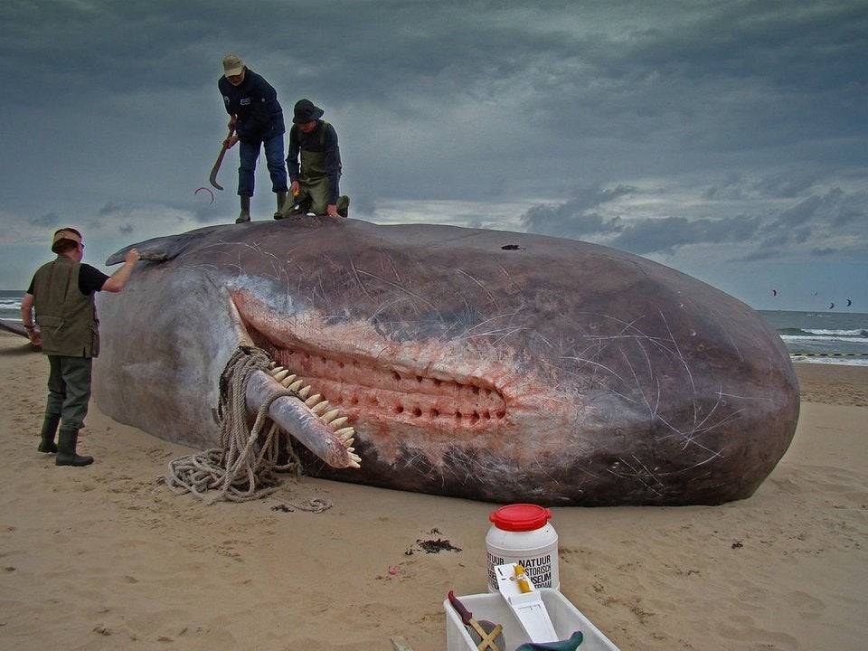 mouth of a sperm whale