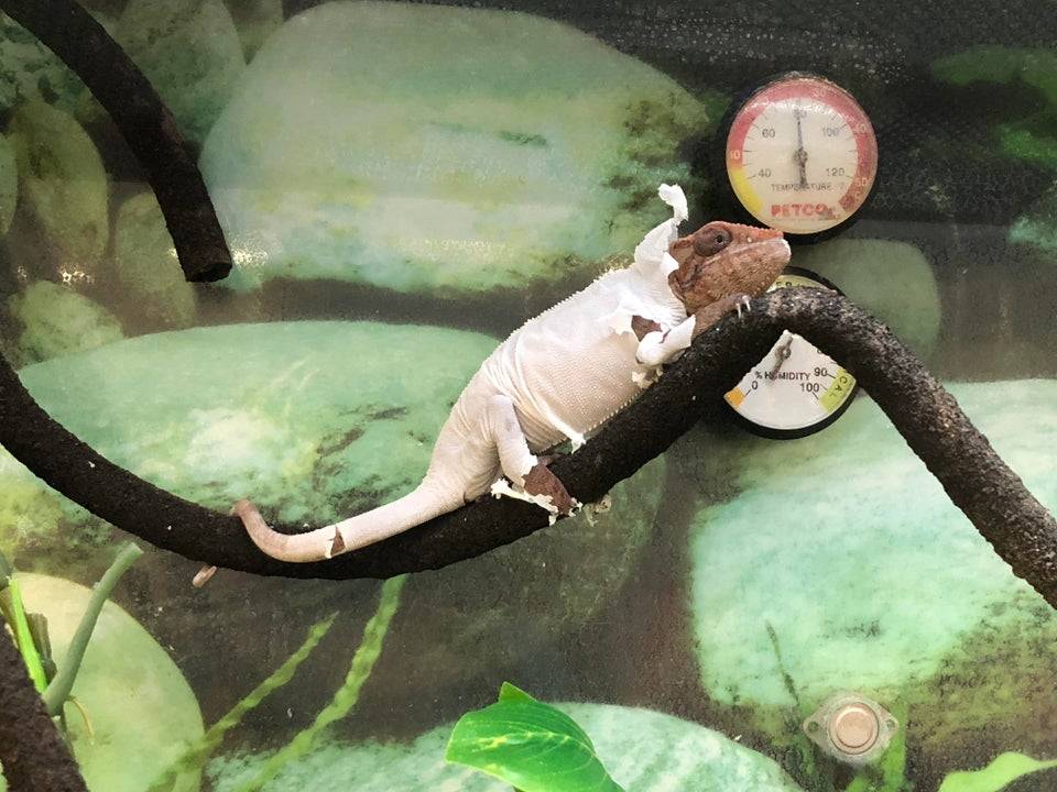 chameleon in process of shedding skin