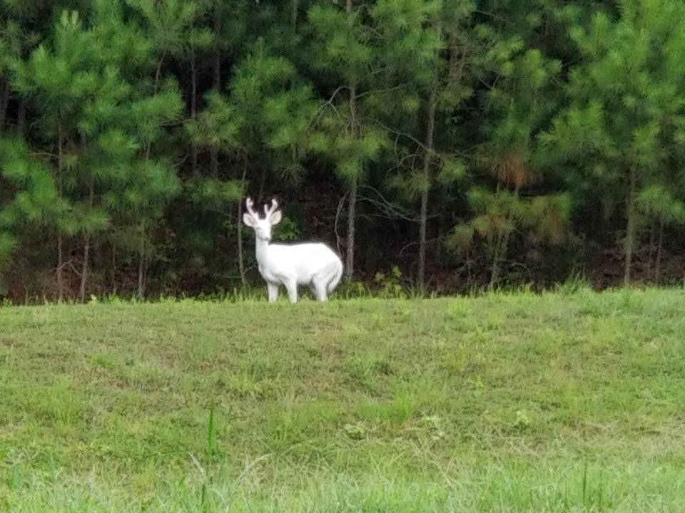 albino deer outside