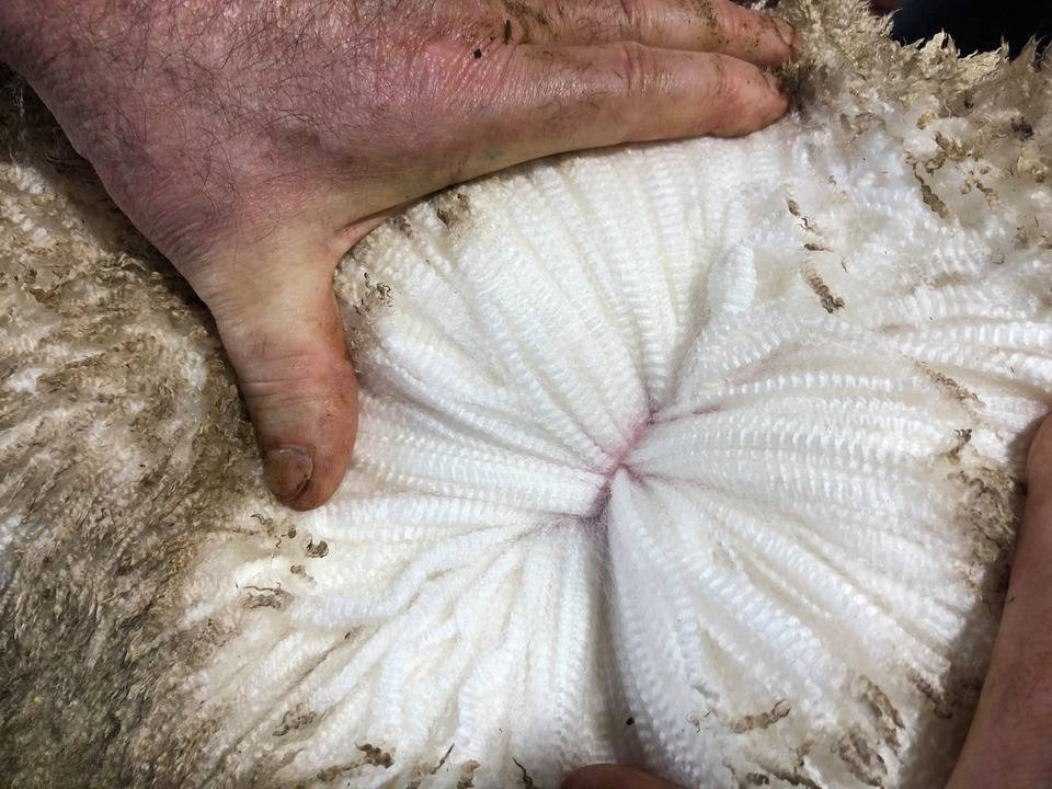 wool of australian merino sheep