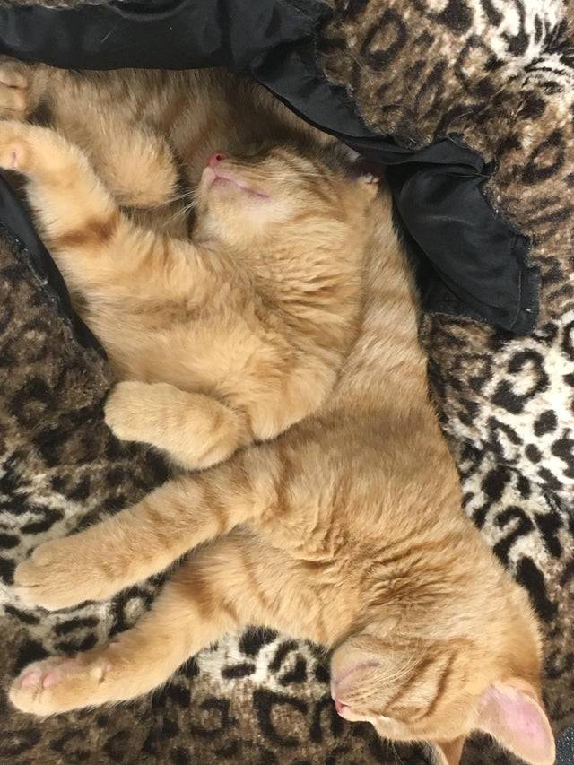 cat with multiple heads