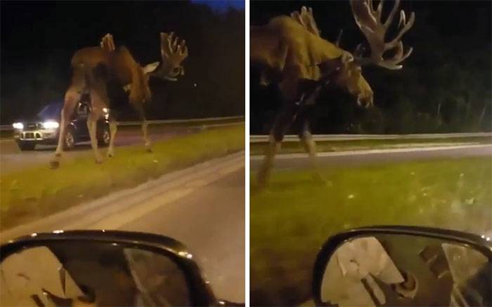 moose compared to car