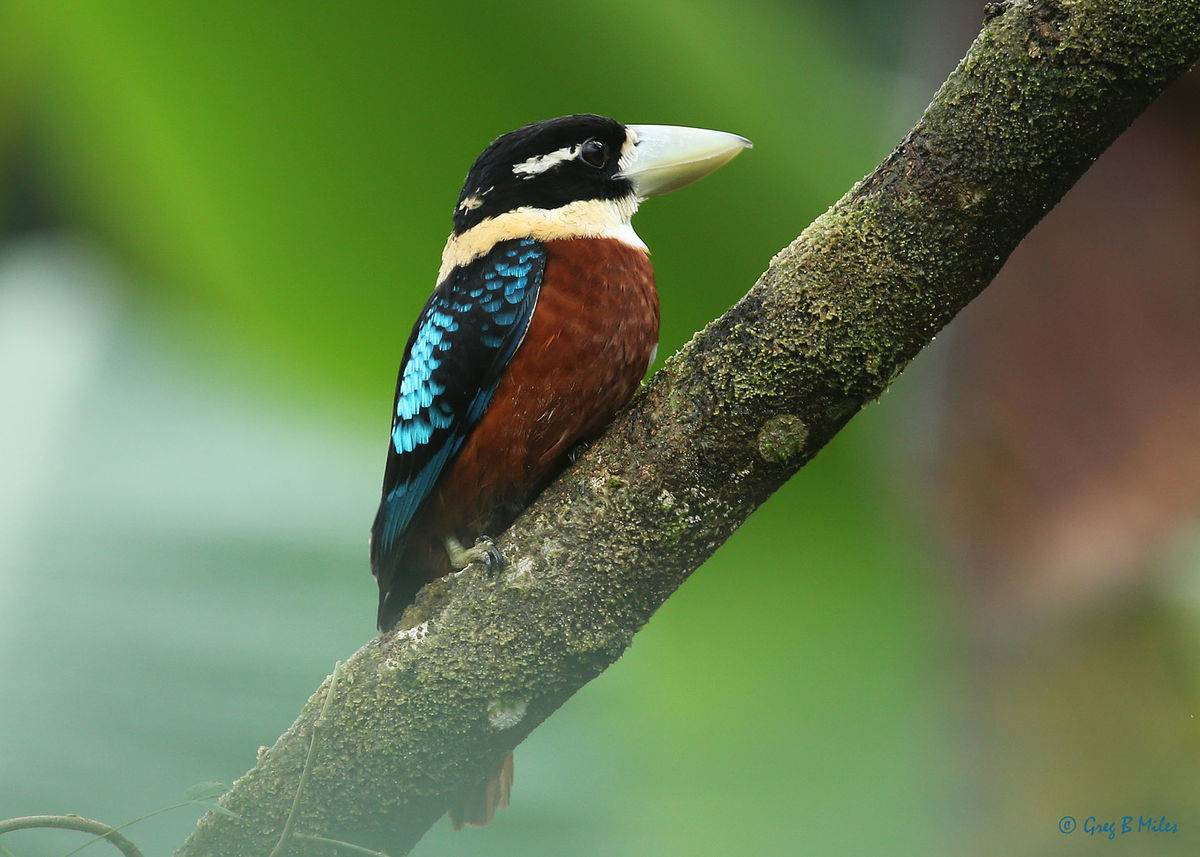 small bird with large beak, blue wings, black head, and brown belly