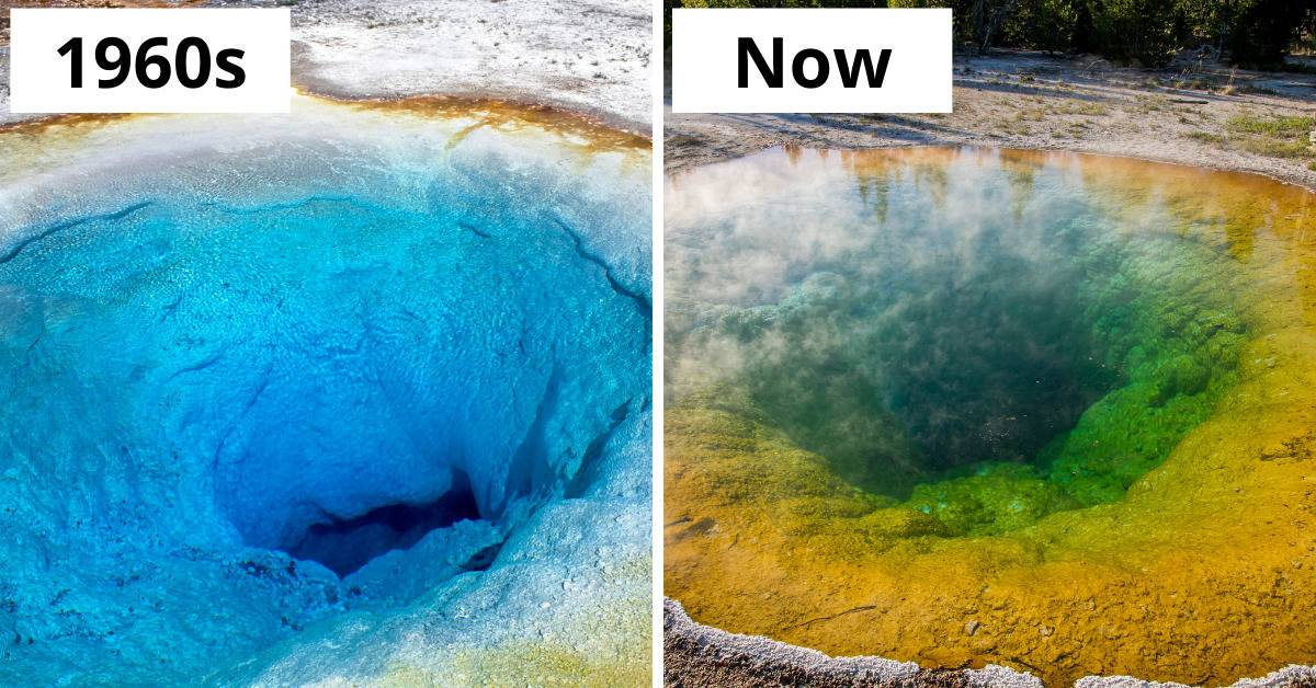 photos compare morning glory pool in the 1960s (blue) to now (yellow and green)