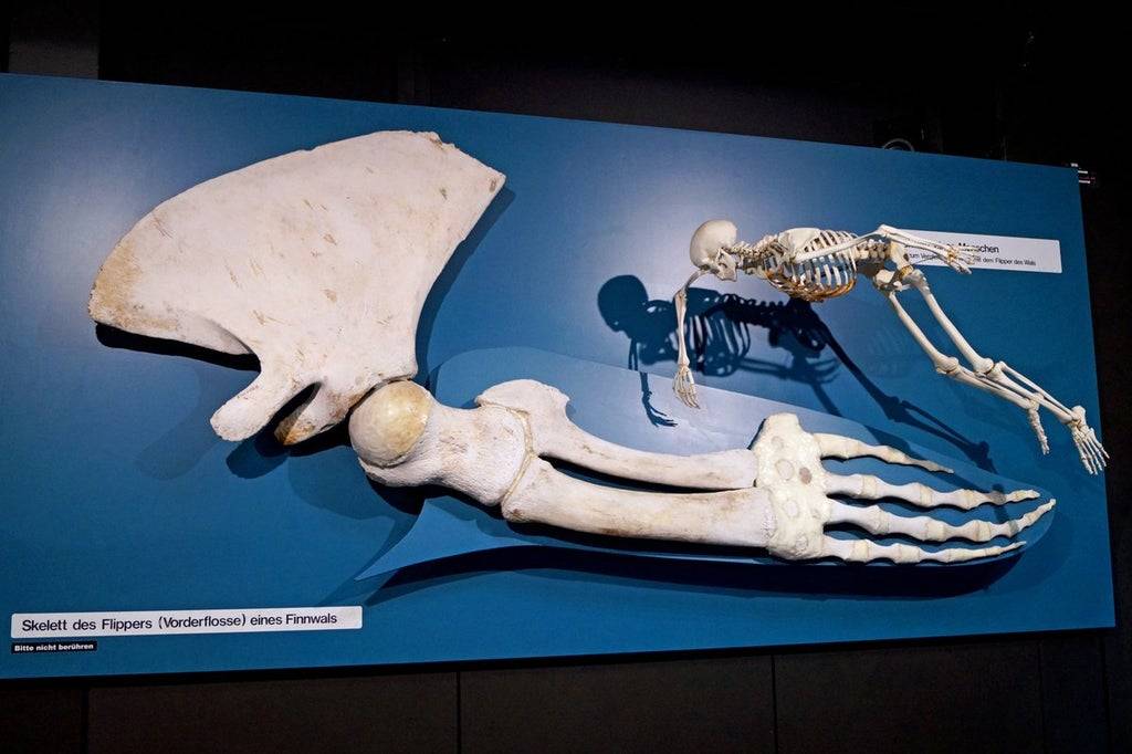 human skeleton compared to whale hand