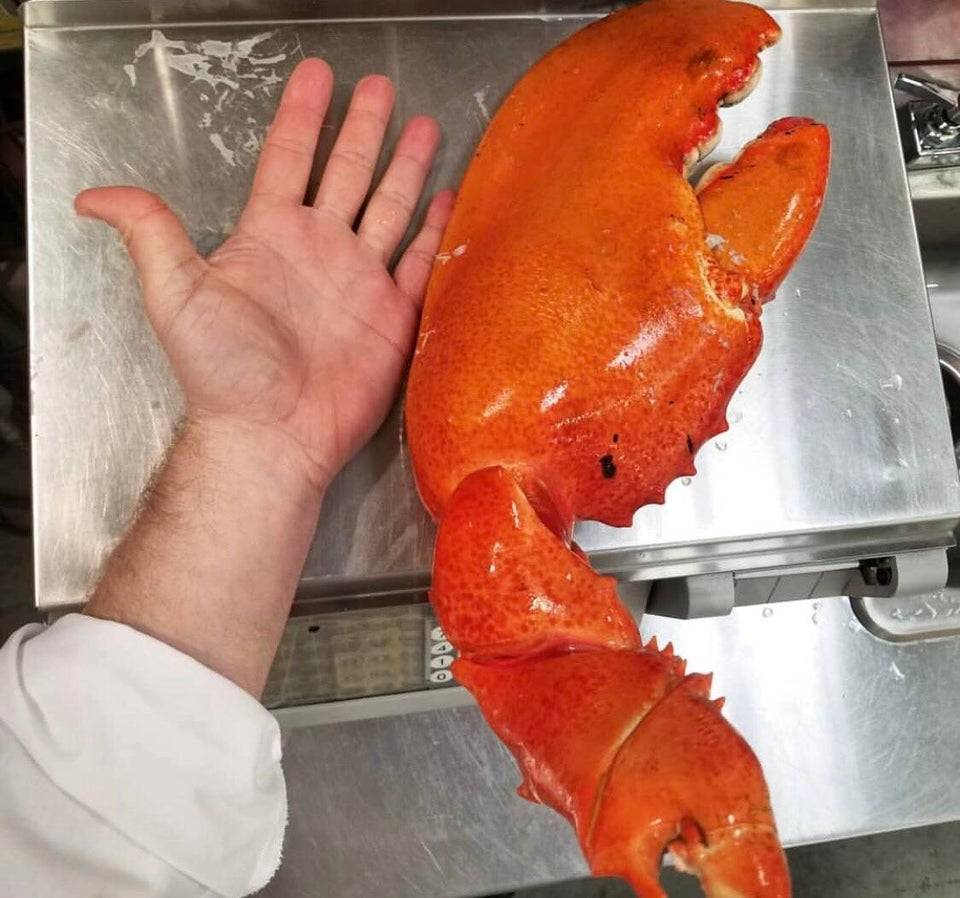 giant lobster claw