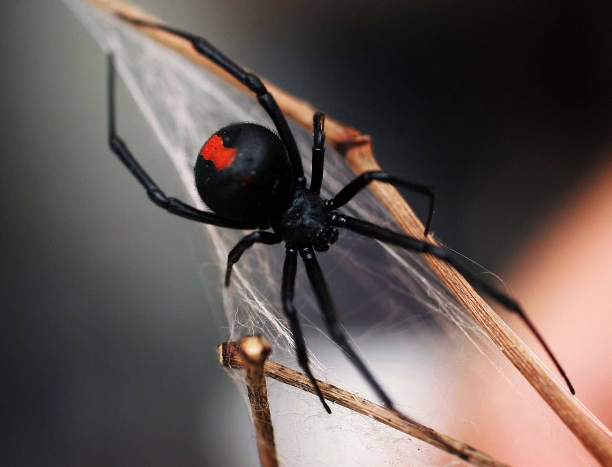 A Redback Spider is pictured at the Australian Reptile Park
