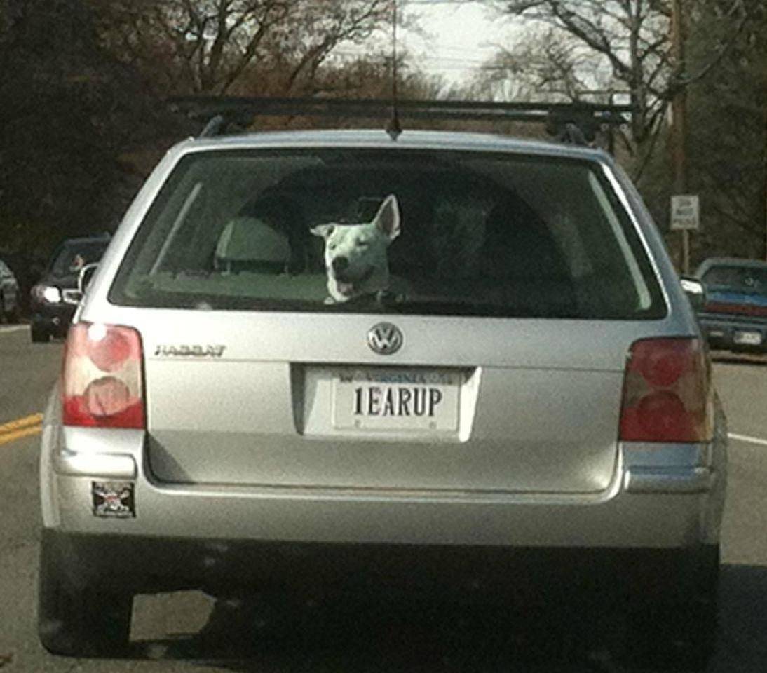 dog with one ear up and license plate