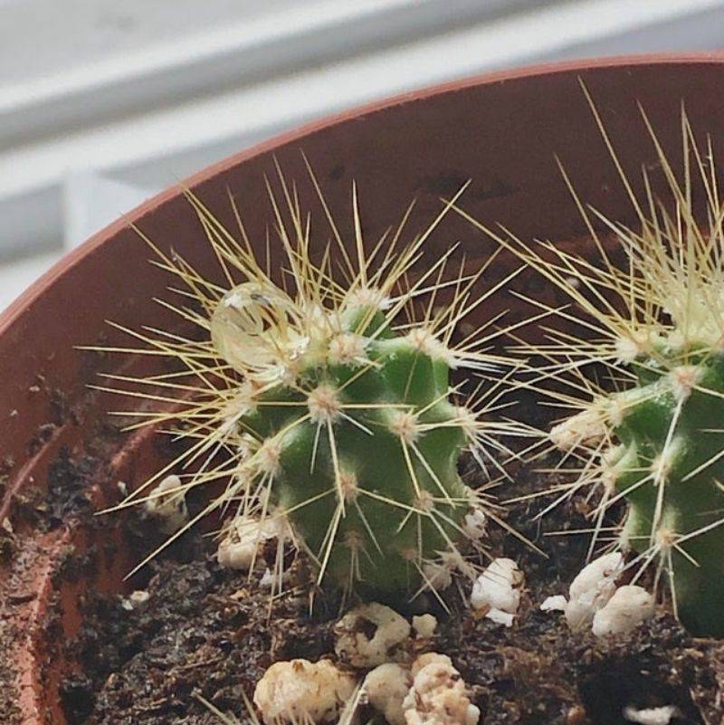 a bubble sitting on the needles of a cactus 