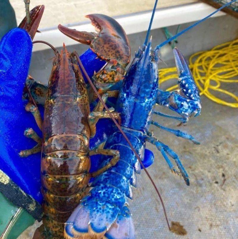a blue lobster found in Nova Scotia