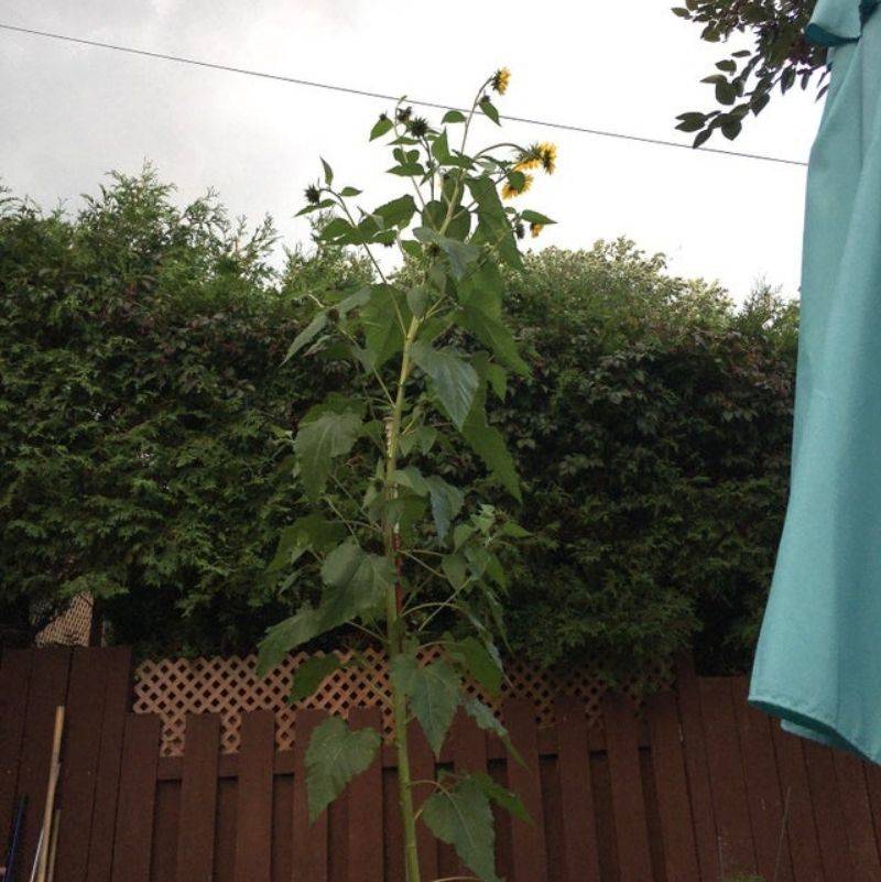 a very tall grown sun flower
