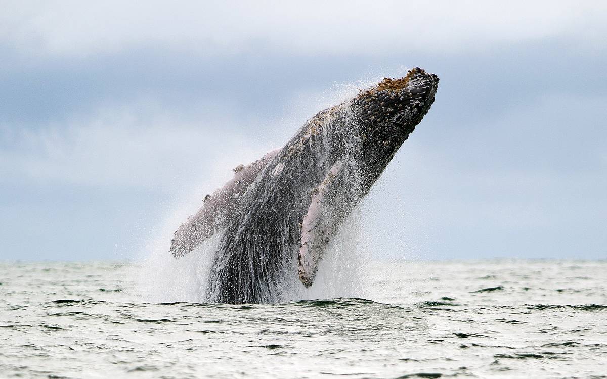 A Humpback whale jumps in the surface of the Pacific Ocean