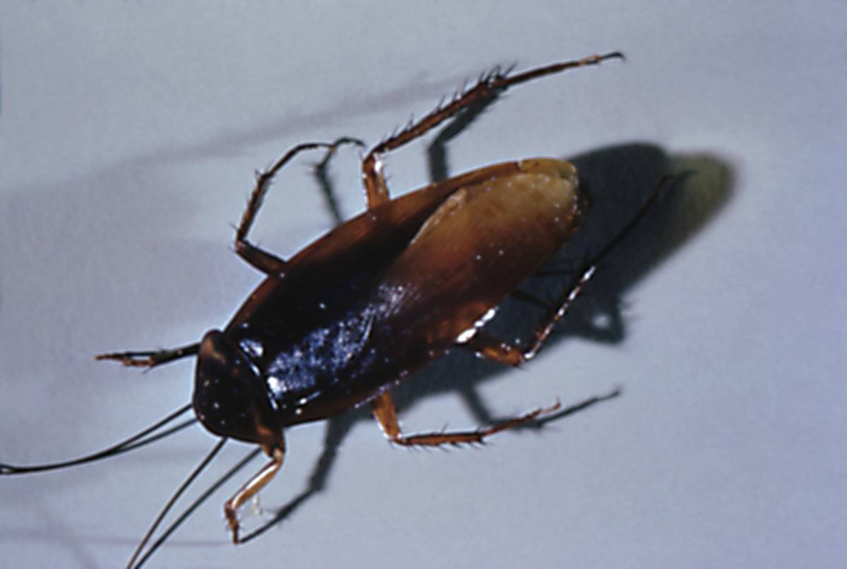 Adult cockroach, a carrier of pathogens to food and numerous diseases, close-up view