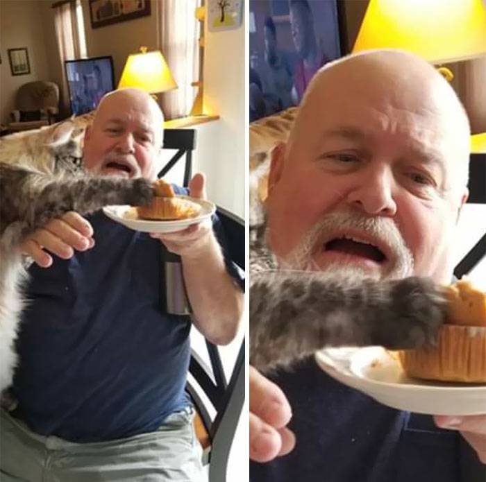cat stealing