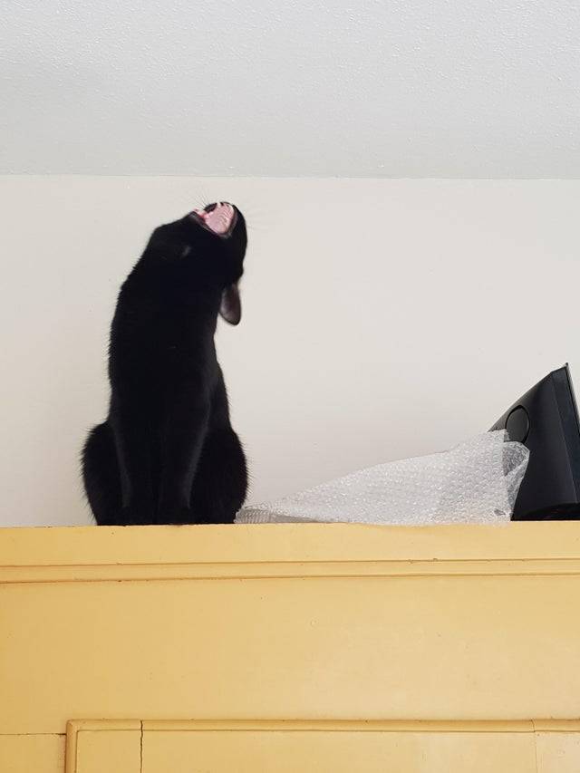 Black cat faces up and screams